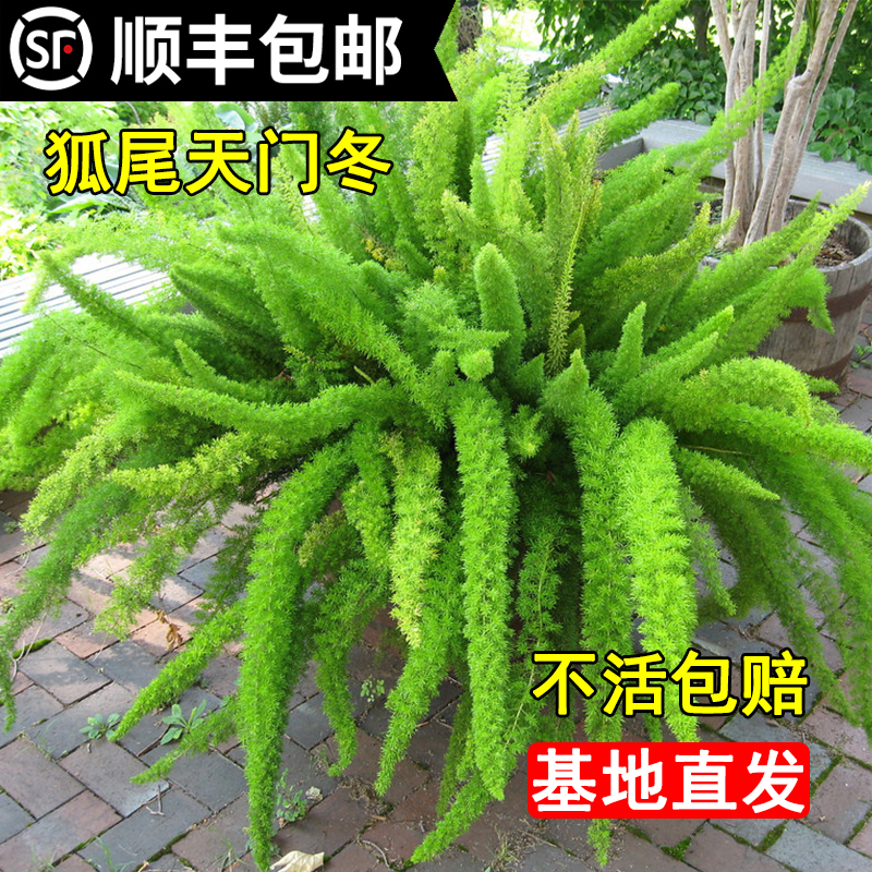 绿植怎么杀虫(花长虫了用什么杀虫)