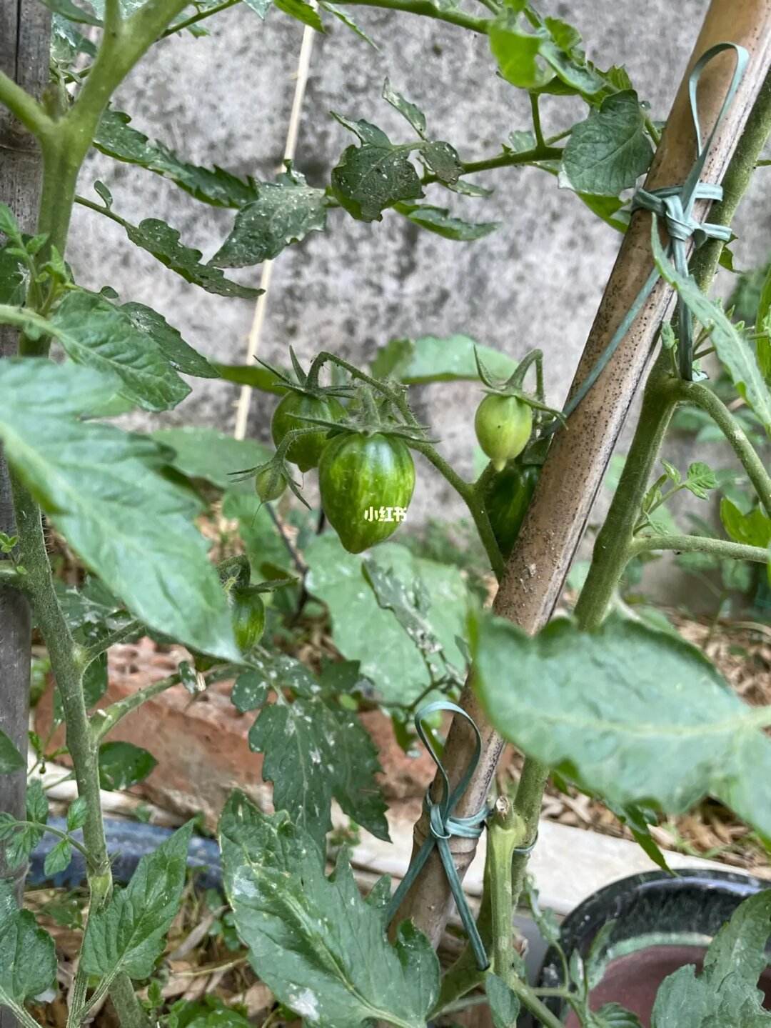 西红柿在家怎么种植(家里西红柿怎么种植和管理)