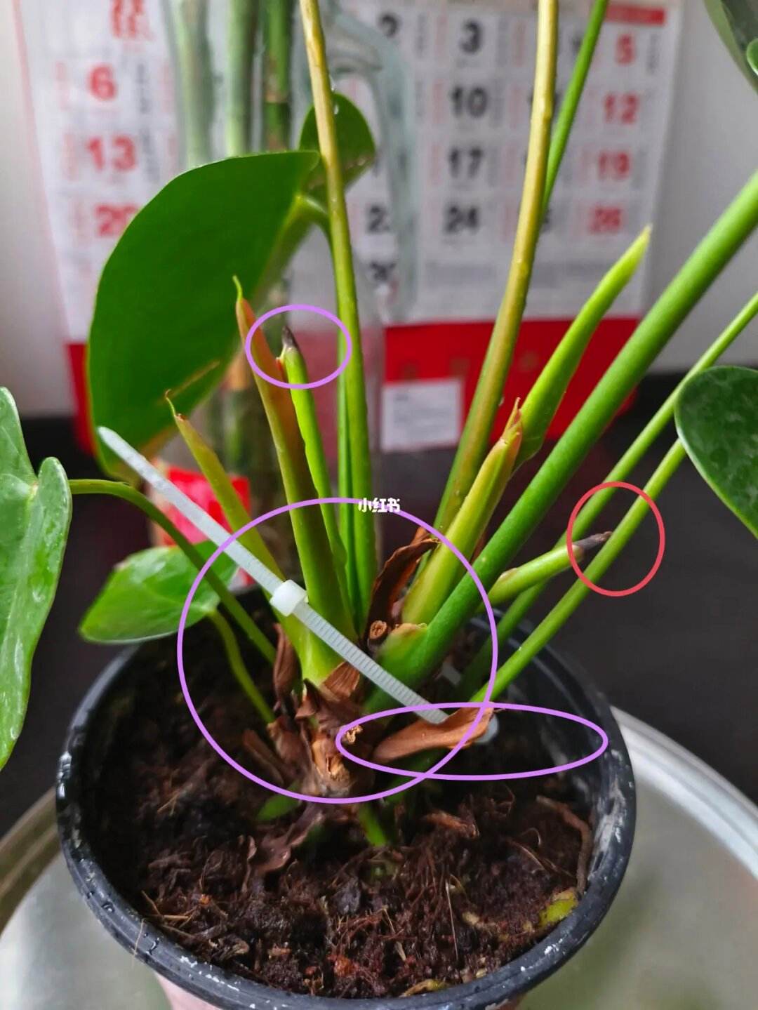 红掌施肥方法(红掌施肥方法和技巧)
