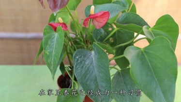 红掌施肥方法(红掌施肥方法和技巧)