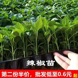 辣椒苗秧苗(辣椒秧苗期一般多少天施肥)