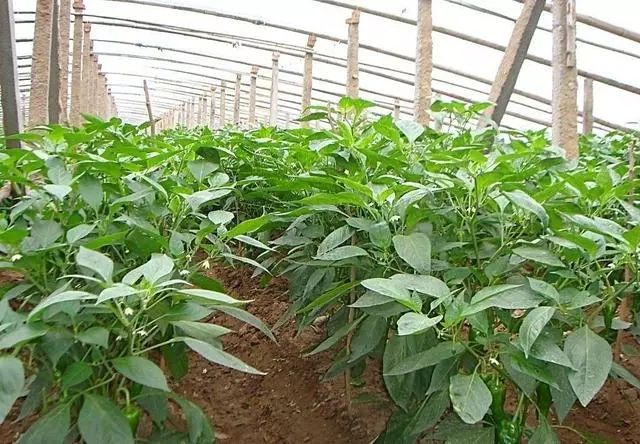 种植朝天椒需要打头吗(朝天椒留种)