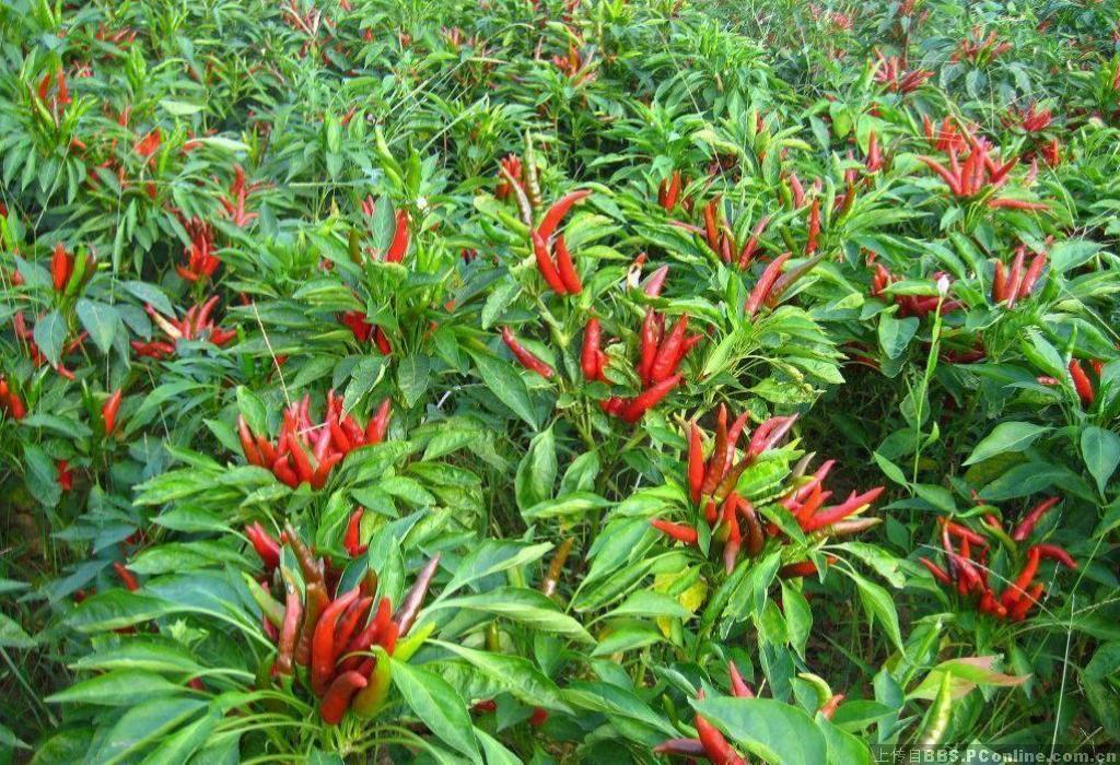 种植朝天椒需要打头吗(朝天椒留种)