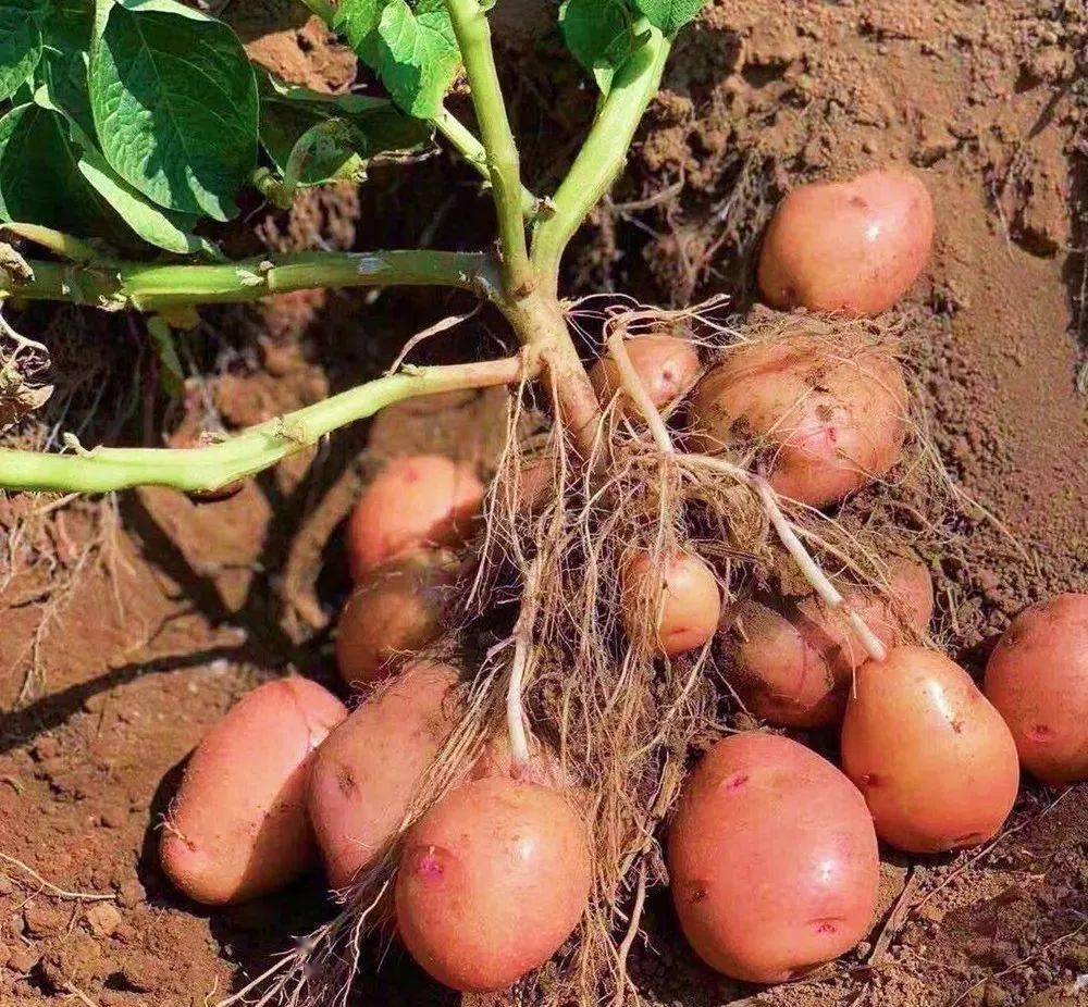 土豆种植用什么肥料好(土豆种植用什么肥料好比例)