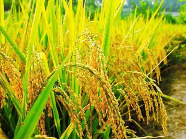 水稻种植保险条款(水稻种植保险条款是什么)