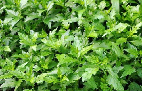 赖马虎草(赖马虎草药有什么功效)