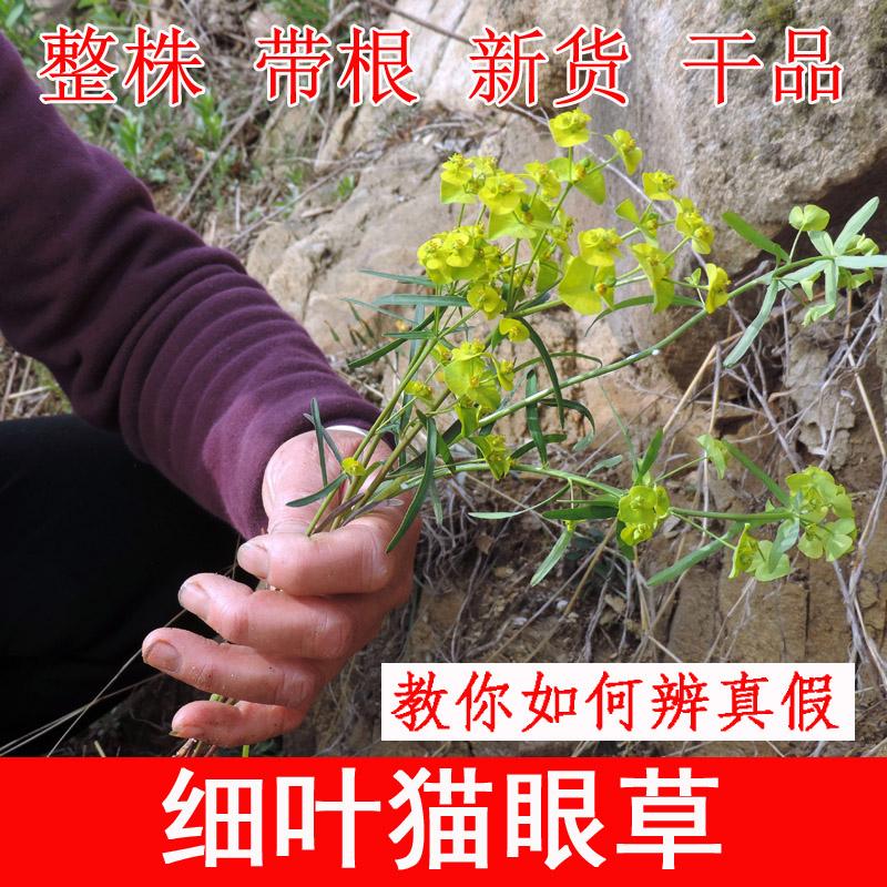 赖马虎草(赖马虎草药有什么功效)