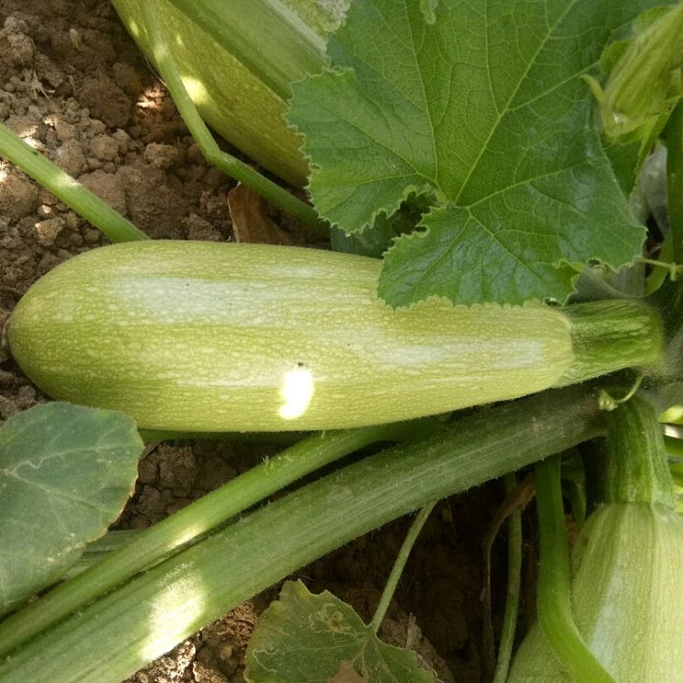 西葫芦是转基因的吗(西葫芦是转基因食品吗)