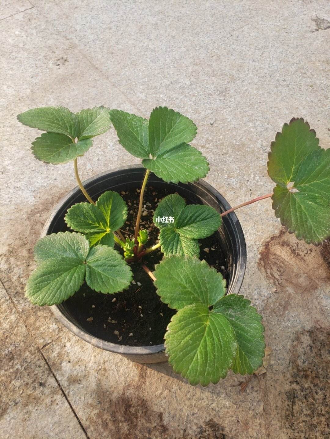谈恋爱种草莓怎么种(恋爱种草莓是什么意思)