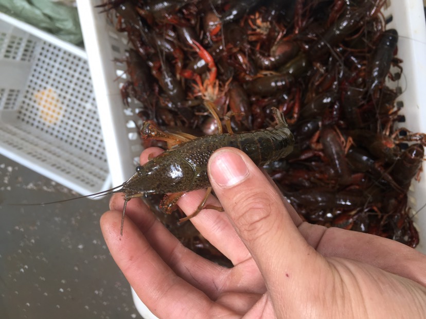 淡水养殖淡水小龙虾(淡水养龙虾怎么养视频)