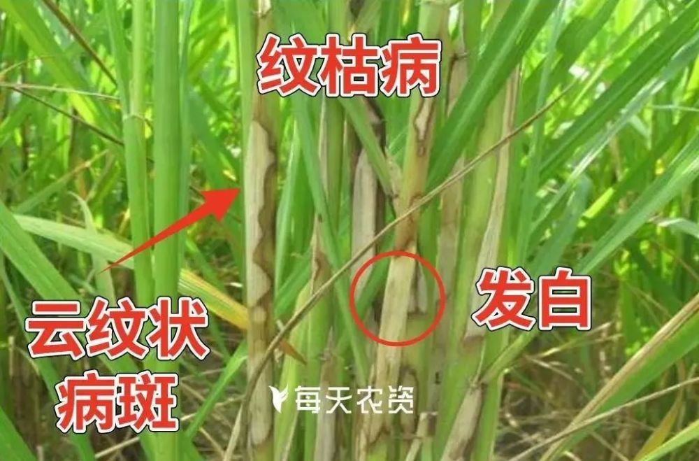 水稻稻瘟病有几种(水稻稻瘟病有几种类型)
