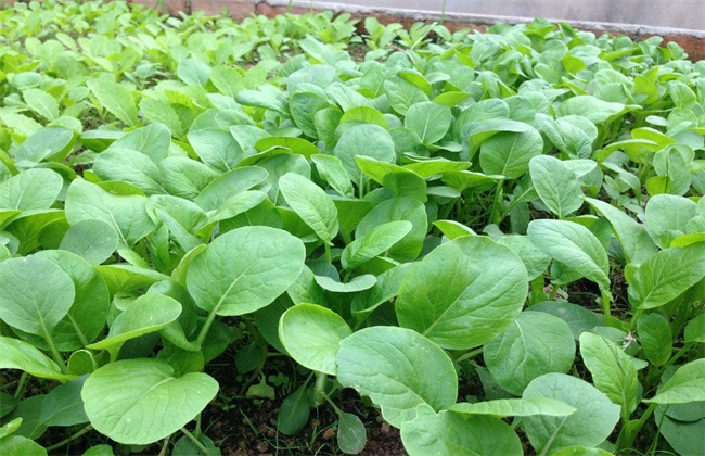 什么时候种白菜最好(什么时候种白菜最好吃)