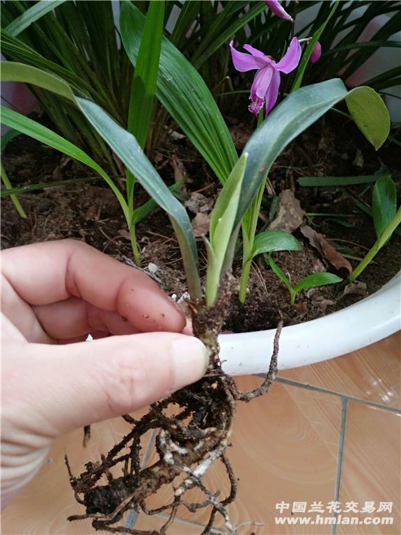 兰花的根能繁殖吗(兰花的根能繁殖吗视频)