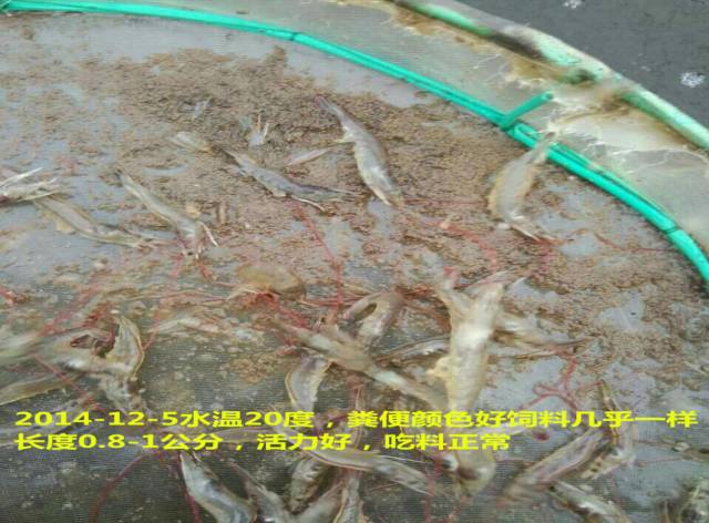 对虾养殖方法新技术(对虾养殖方法新技术视频)