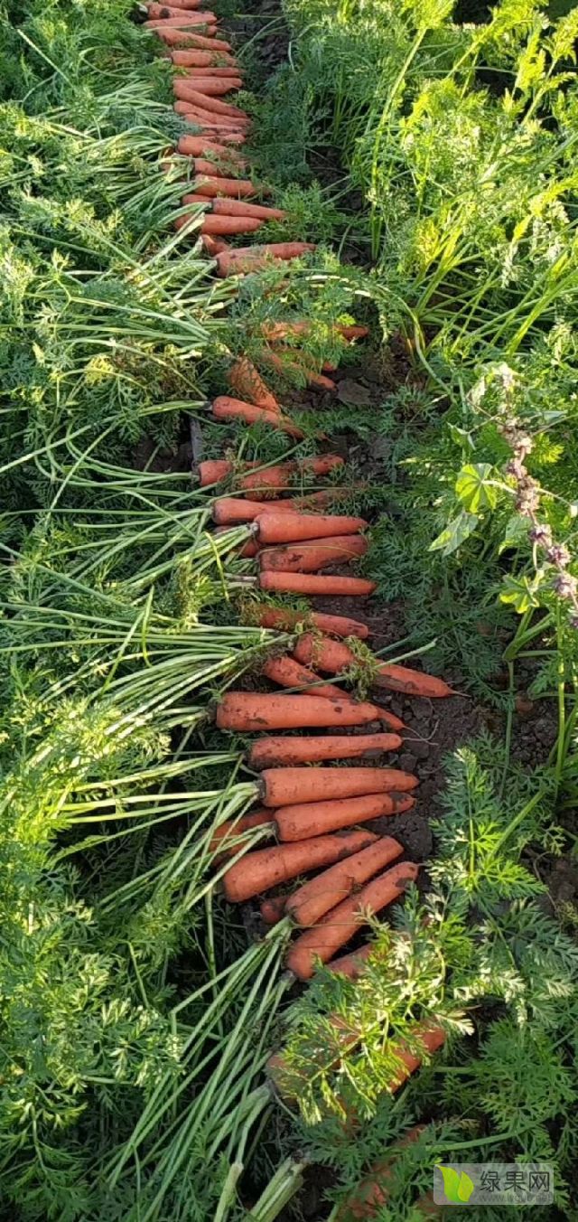 胡萝卜种植方式(胡萝卜种植方式是什么)