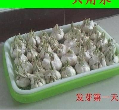 无土栽培蒜苗(无土栽培蒜苗的观察笔记)