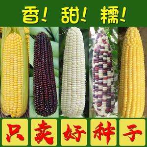 彩糯玉米种子优质品种(彩糯玉米是转基因玉米吗)