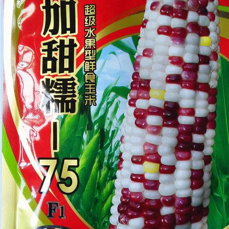 彩糯玉米种子优质品种(彩糯玉米是转基因玉米吗)