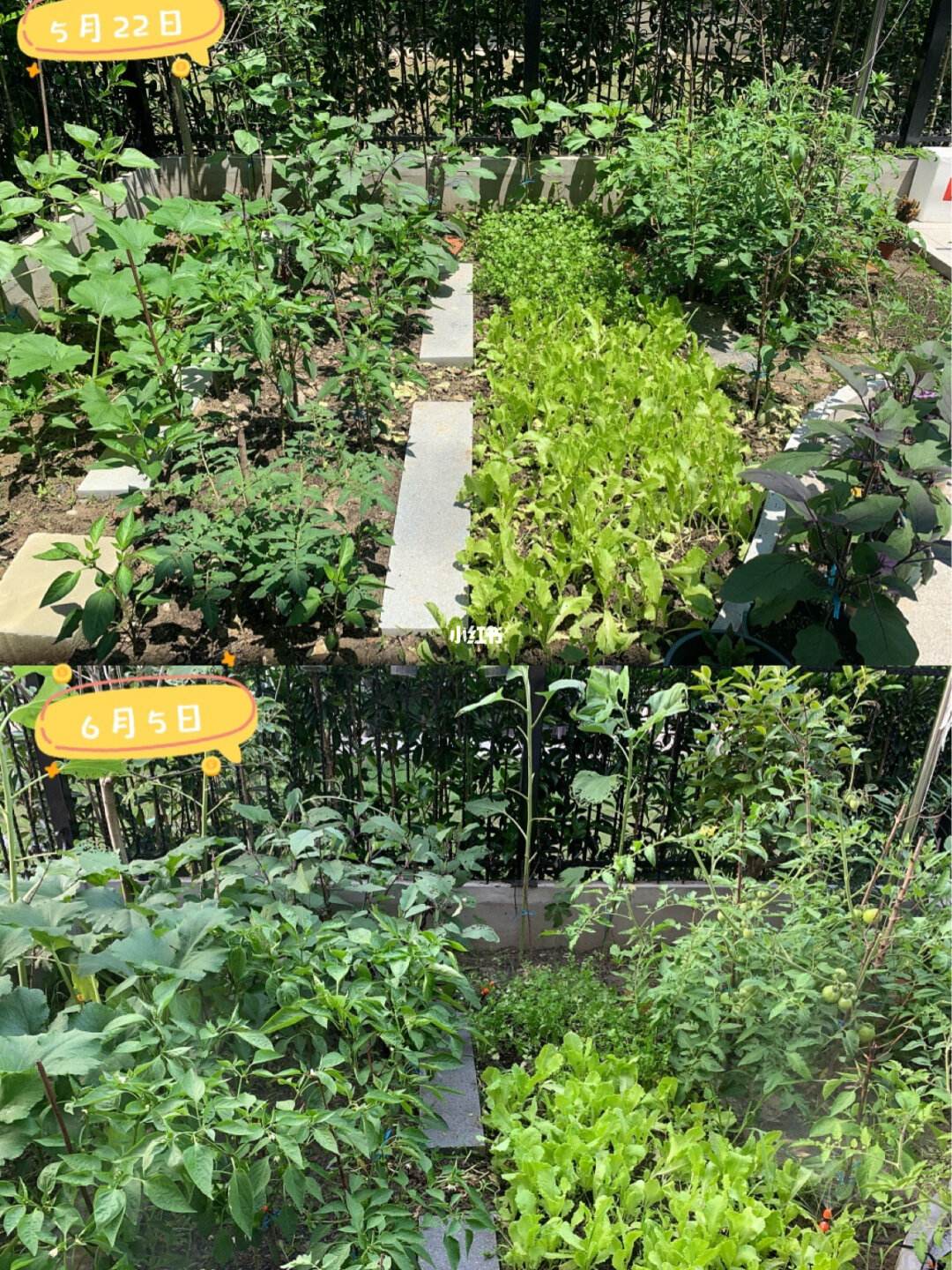 种菜施肥(种菜施肥用什么肥料好)