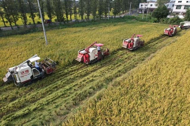现代化水稻种植(现代化水稻种植技术无人机)