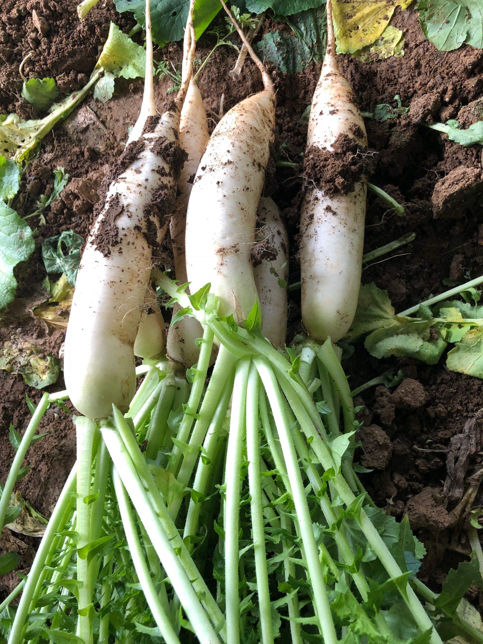 白玉萝卜种植(白玉萝卜种植技术与管理)