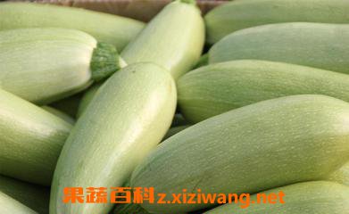 荀瓜的种植方法(荀瓜的种植方法和管理)