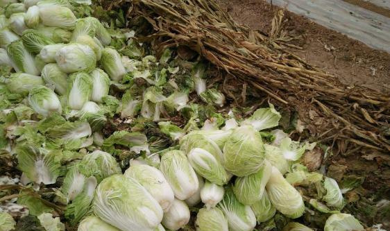 大白菜冬季储藏保鲜方法(大白菜冬季储藏保鲜方法有哪些)