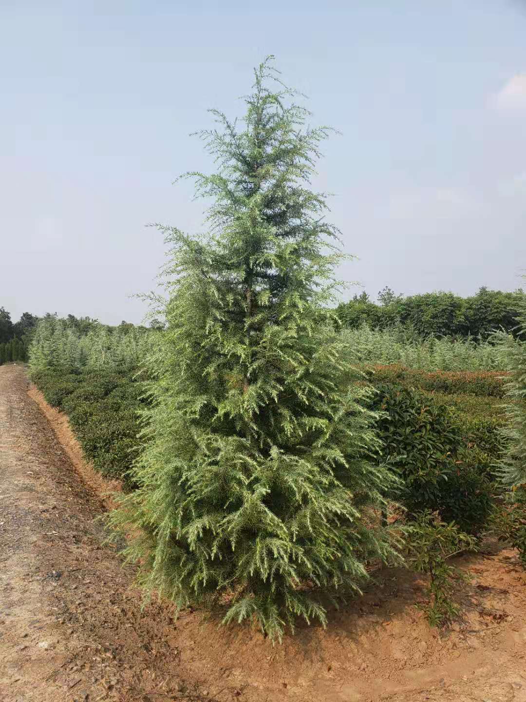 绿化苗木雪松(雪松绿化苗木未来前景如何)