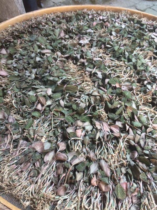 家庭种植金线莲怎么种(金线莲怎么种植技术)