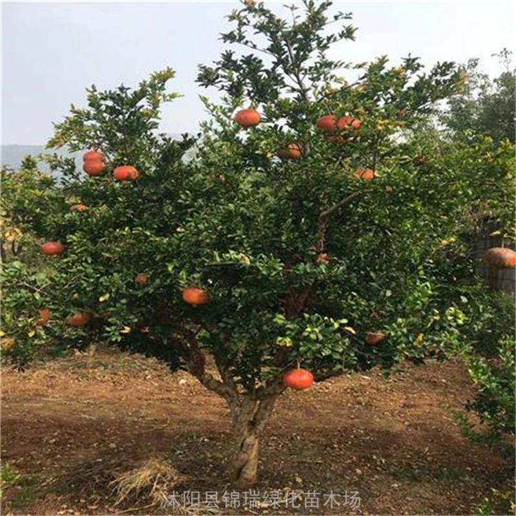 石榴树选哪个品种(石榴树选哪个品种好)