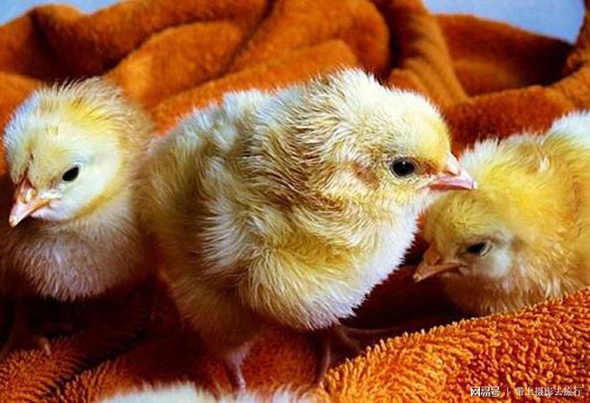 小鸡怎么养殖技巧(小鸡怎么养殖技巧视频)