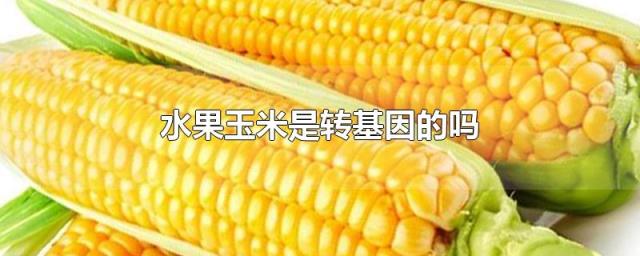 双色玉米是转基因吗(双色玉米和单色玉米的区别)