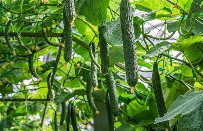 种植蔬菜技术(种植蔬菜技术员)