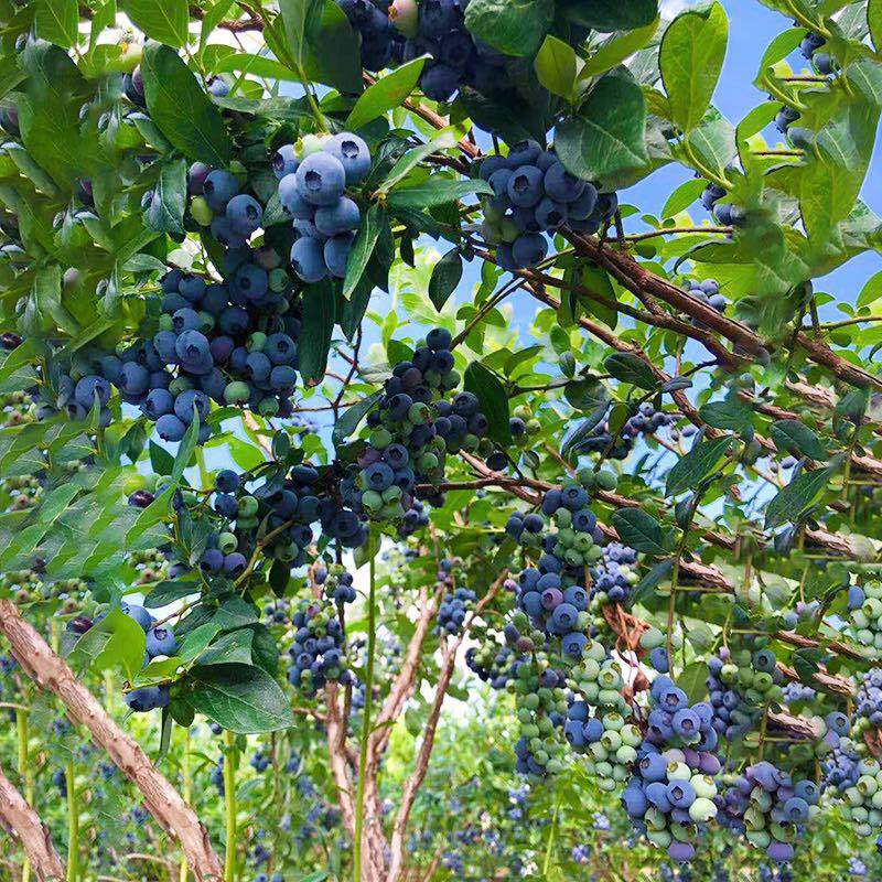 蓝莓怎样种植和培养(蓝莓要怎样种植才是最好的)