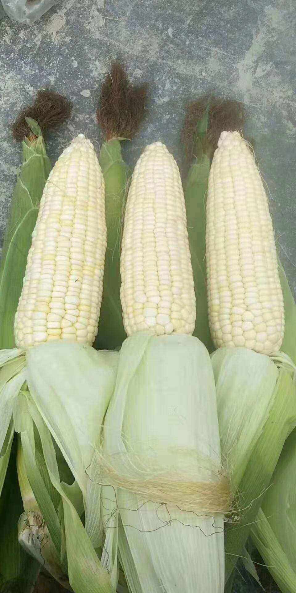 甜糯玉米868(甜糯玉米868出现烂心叶病什么原因引起的?)
