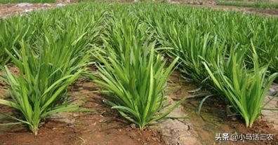 韭菜的种植方法以及注意事项(韭菜的种植方法以及注意事项图片)
