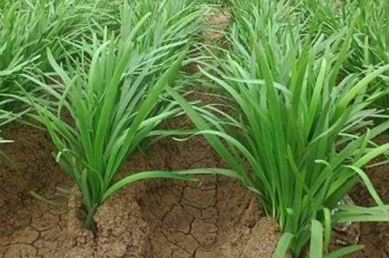 韭菜的种植方法以及注意事项(韭菜的种植方法以及注意事项图片)