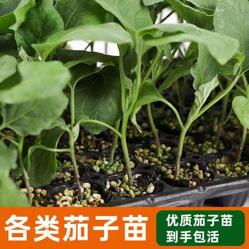 茄子苗栽多深合适(茄子苗栽多深合适冬天)