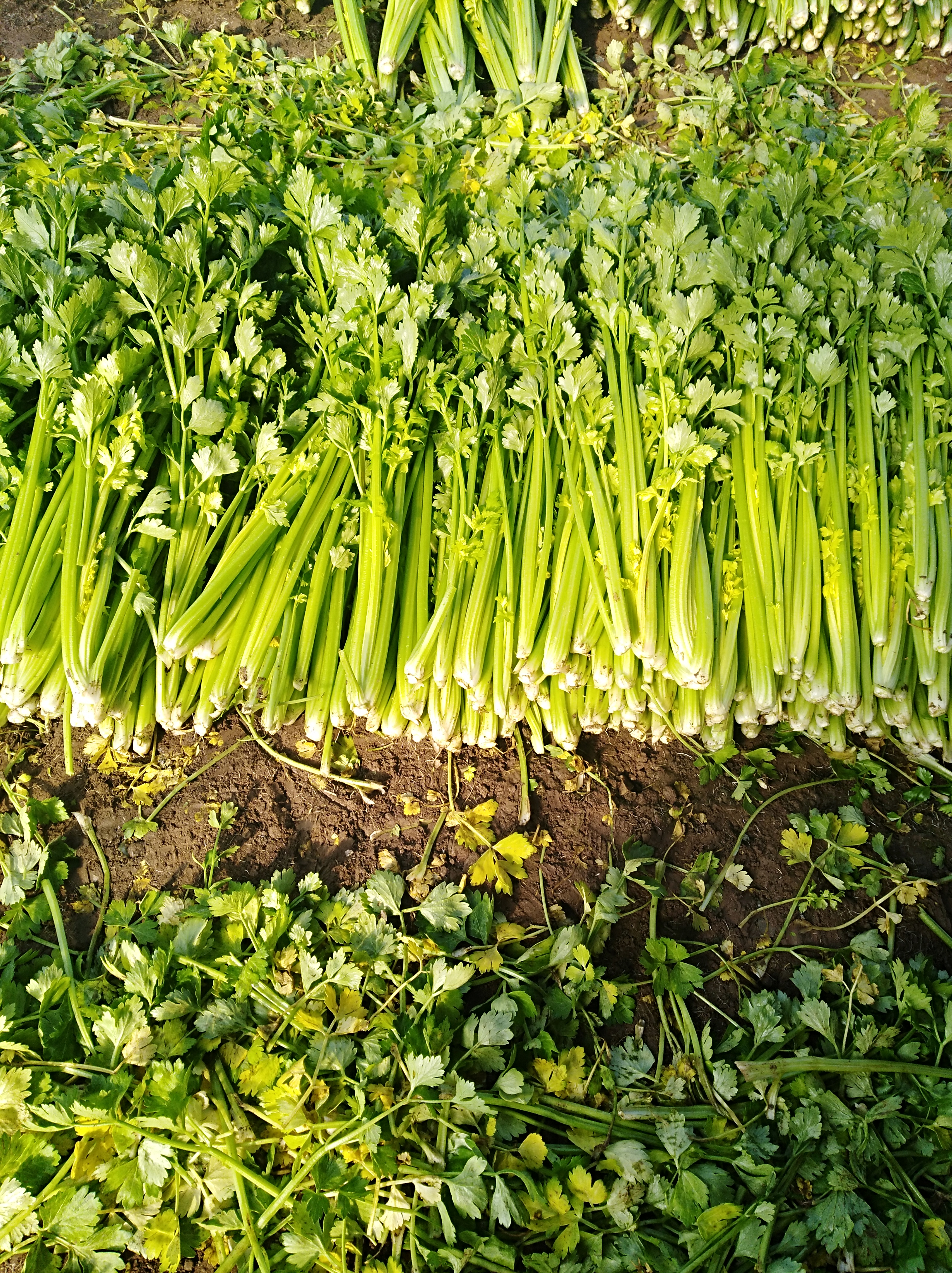 芹菜根栽培(芹菜根怎么种植方法如下)