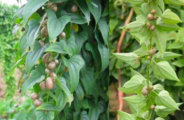 野山药种植方法(野生山药怎样种植)