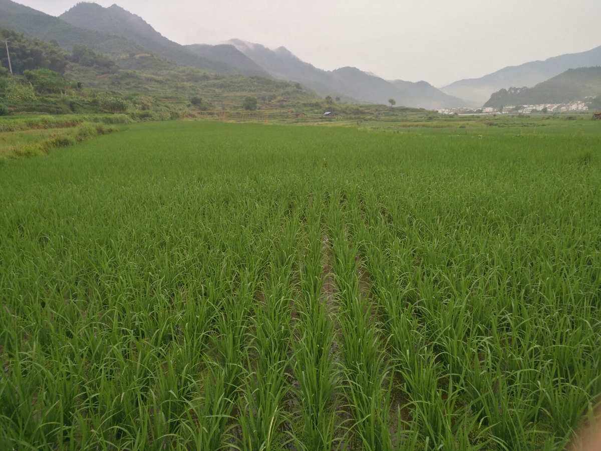水稻田种油菜(水稻田种油菜,免耕灭茬)