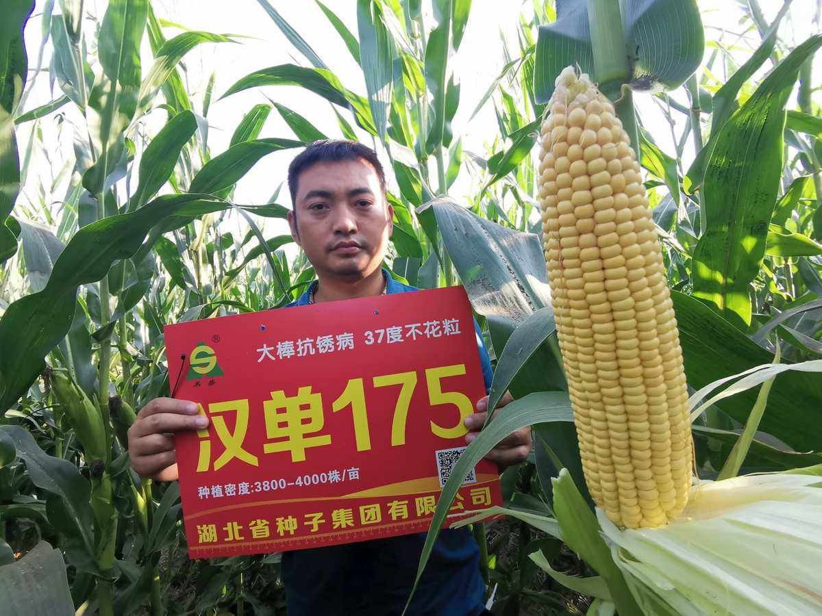 河北省最新审定玉米种(2021年河北玉米品种引种公告)