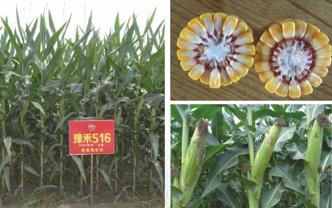 河北省最新审定玉米种(2021年河北玉米品种引种公告)