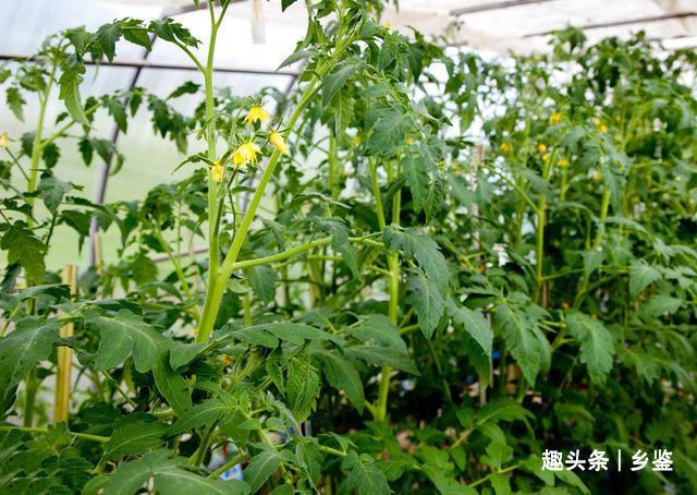 番茄怎么种植?(番茄怎么种植方法视频)