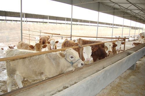 肉牛养殖场技术(肉牛养殖项目简介)