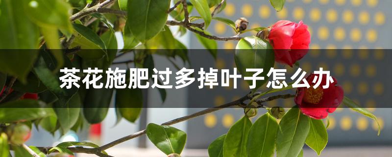 花施肥多了怎么办(花肥施多了什么表现)