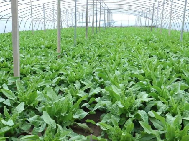 莴笋的种植方法和管理(莴笋的种植方法和管理视频)