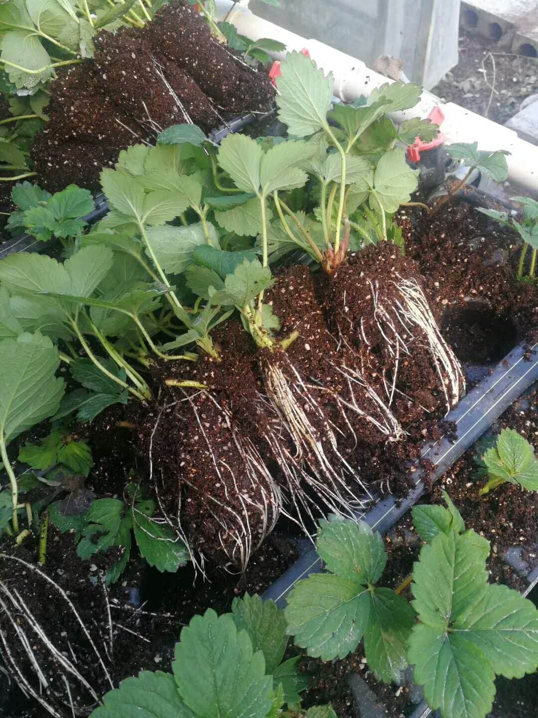 草莓苗繁育(草莓繁苗的管理)