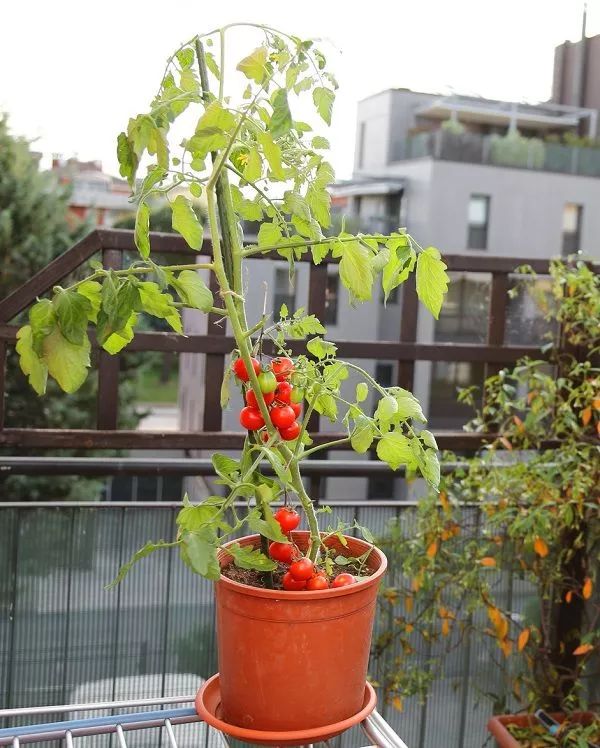 盆栽西红柿的种植方法和注意事项(盆栽西红柿的种植方法和注意事项有哪些)