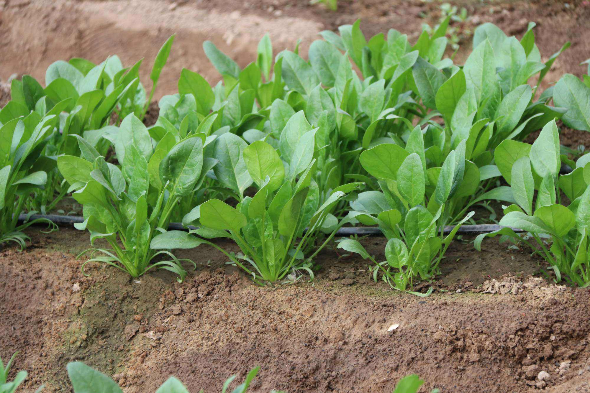 播种菠菜(播种菠菜的具体过程)